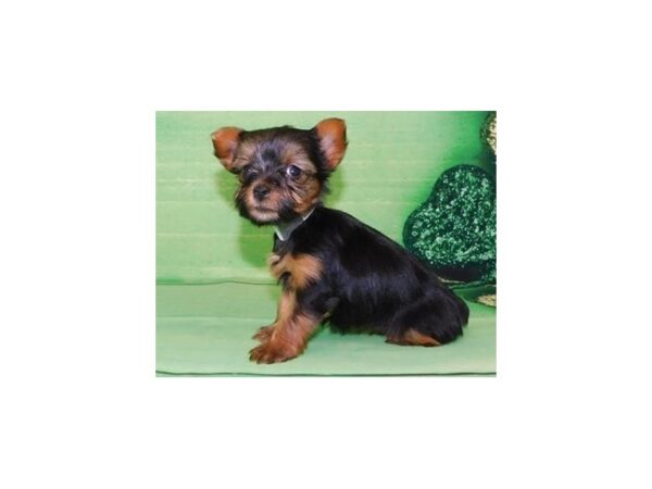 Yorkshire Terrier DOG Female Black / Tan 11709 Petland Batavia, Illinois