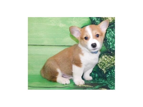 Pembroke Welsh Corgi DOG Male Sable / White 11707 Petland Batavia, Illinois