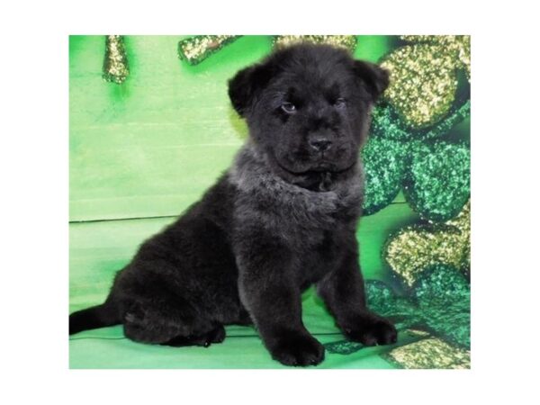 Chow Chow DOG Male Black 19867 Petland Batavia, Illinois