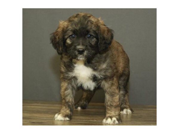 Saintdoodle DOG Male Sable 11714 Petland Batavia, Illinois