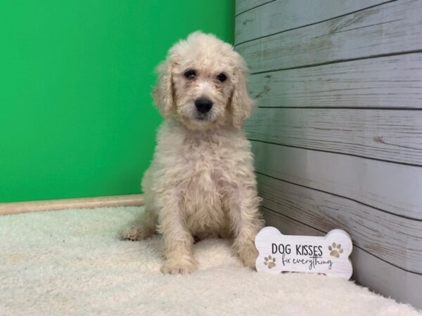 Goldendoodle 2nd Generation-DOG-Female-Light Golden-19617-Petland Batavia, Illinois