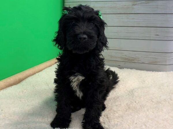 Goldendoodle DOG Female Black 19615 Petland Batavia, Illinois