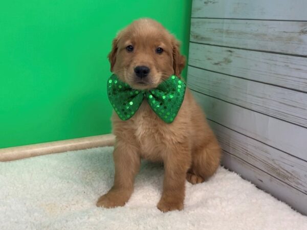 Golden Retriever DOG Male Golden 19614 Petland Batavia, Illinois