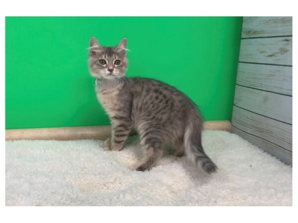 Bengal/Pixie Bob-CAT-Female-Brown Spotted-19619-Petland Batavia, Illinois