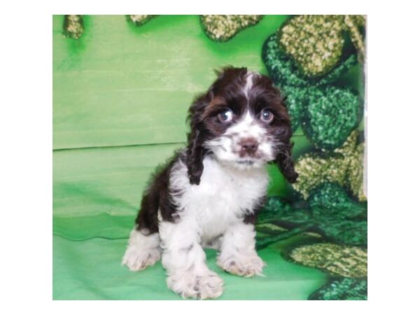 Cocker Spaniel DOG Female Chocolate / White 19621 Petland Batavia, Illinois