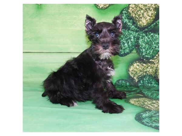 Miniature Schnauzer DOG Male Black 19624 Petland Batavia, Illinois