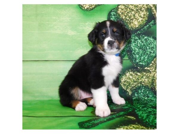 Miniature Australian Shepherd-DOG-Female-Black White / Tan-19623-Petland Batavia, Illinois