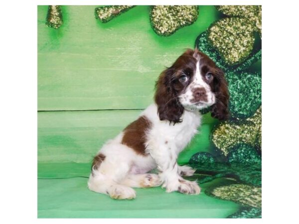 Cocker Spaniel DOG Female Chocolate / White 11720 Petland Batavia, Illinois