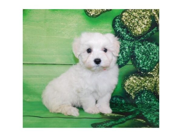 Maltipoo DOG Male Cream / White 11727 Petland Batavia, Illinois