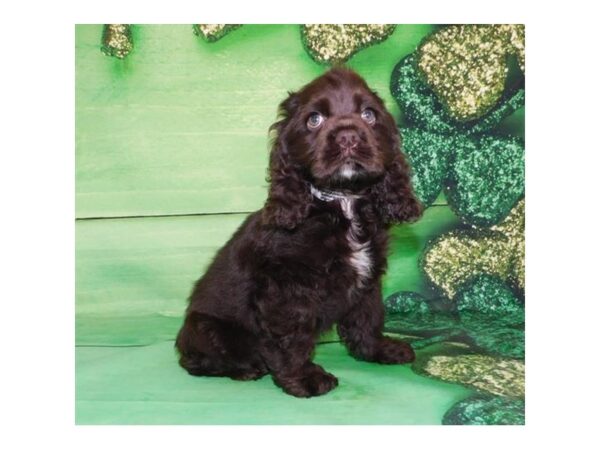 Cocker Spaniel DOG Male Chocolate 19868 Petland Batavia, Illinois