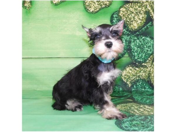 Miniature Schnauzer DOG Female Black / Silver 19872 Petland Batavia, Illinois