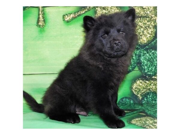 Chow Chow DOG Male Black 19620 Petland Batavia, Illinois