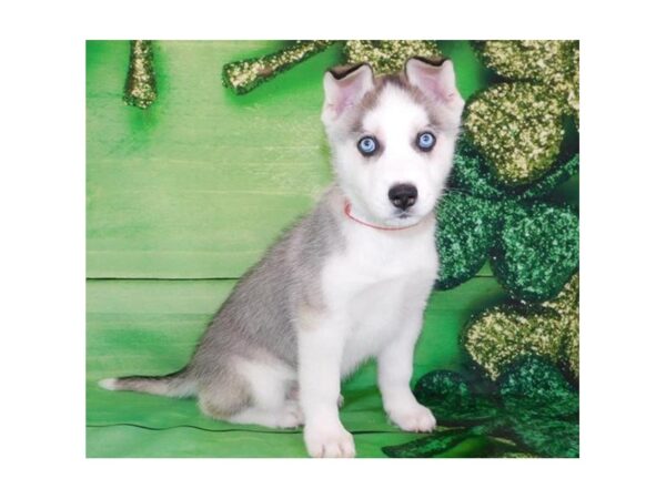 Siberian Husky DOG Male Gray / White 19625 Petland Batavia, Illinois