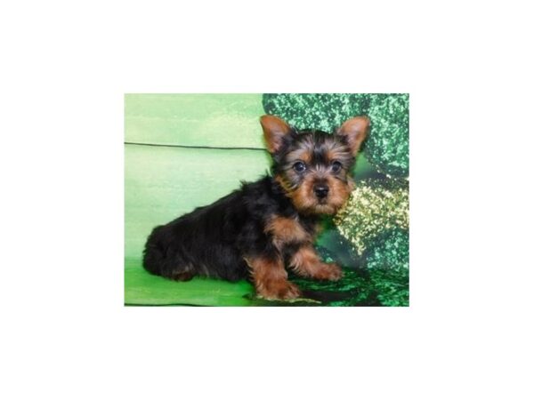 Yorkshire Terrier DOG Male Black / Tan 19627 Petland Batavia, Illinois