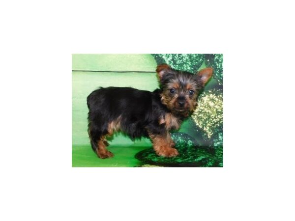 Yorkshire Terrier DOG Female Black / Tan 19626 Petland Batavia, Illinois