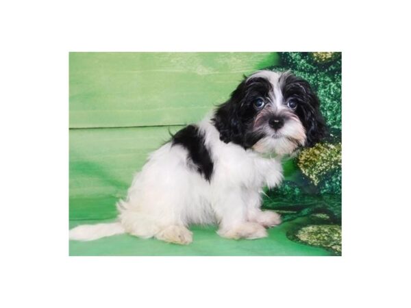 Havanese DOG Female White / Black 19622 Petland Batavia, Illinois