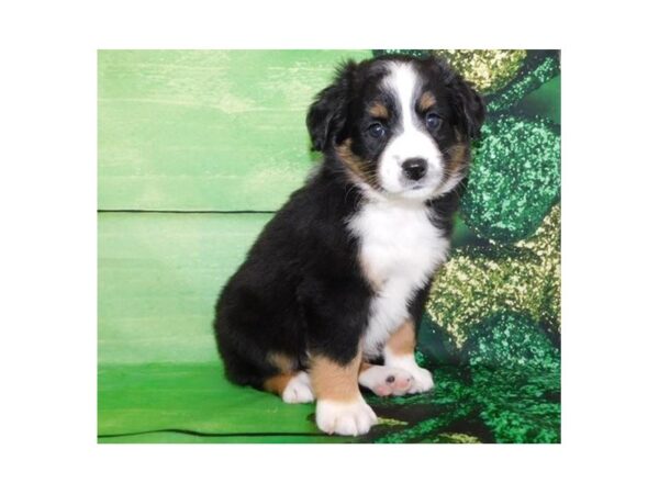 Miniature Australian Shepherd DOG Female Black White / Tan 19875 Petland Batavia, Illinois