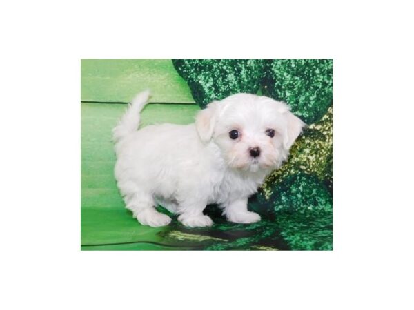 Maltese DOG Male White 19871 Petland Batavia, Illinois