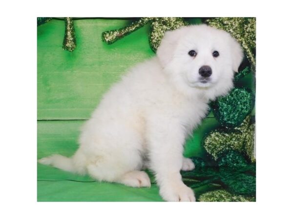 Great Pyrenees DOG Male White 19869 Petland Batavia, Illinois