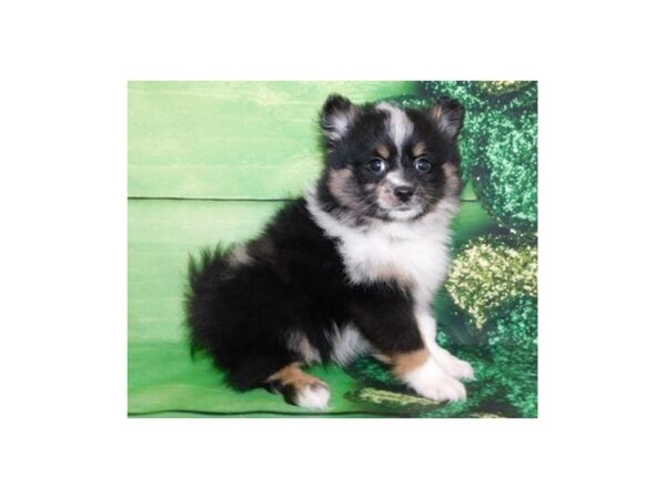 Pomeranian DOG Male Black White / Tan 19873 Petland Batavia, Illinois