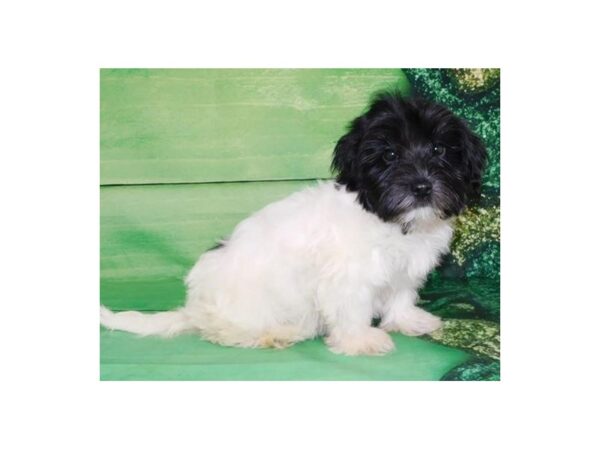 Havanese DOG Female White / Black 19870 Petland Batavia, Illinois