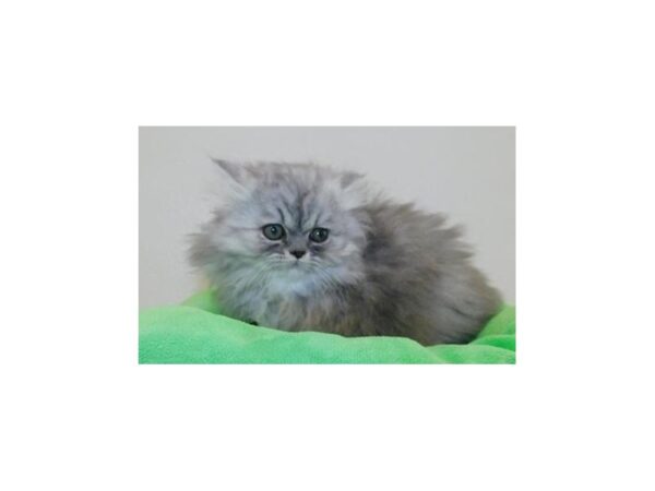 Persian CAT Male Blue Shaded Silver 19874 Petland Batavia, Illinois