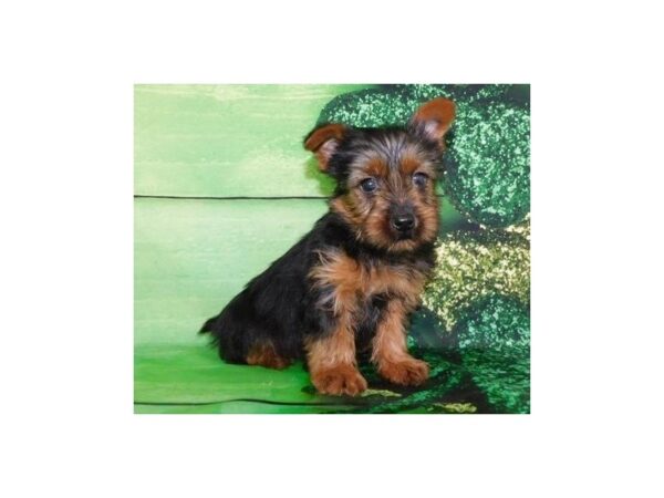 Yorkshire Terrier-DOG-Male-Black / Tan-11724-Petland Batavia, Illinois