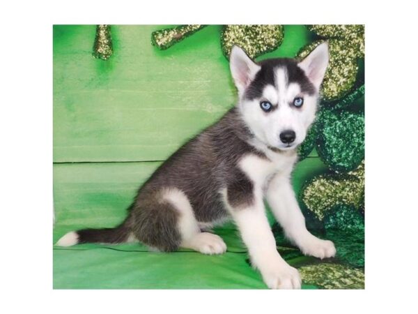 Siberian Husky DOG Male Black / White 11723 Petland Batavia, Illinois