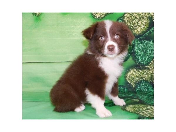 Australian Shepherd DOG Female Red 11718 Petland Batavia, Illinois