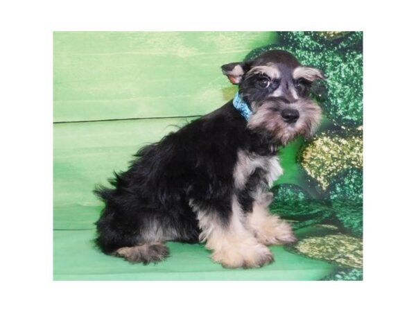 Miniature Schnauzer-DOG-Male-Black / Silver-11722-Petland Batavia, Illinois