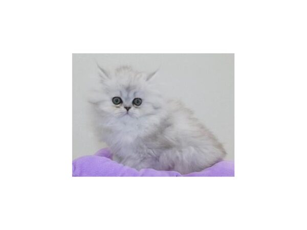 Persian CAT Female Shaded Silver 11725 Petland Batavia, Illinois