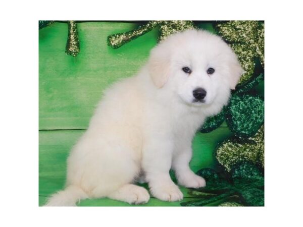 Great Pyrenees DOG Male White 11721 Petland Batavia, Illinois