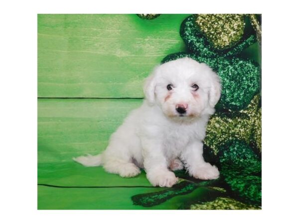 Bichon Frise DOG Male White 11728 Petland Batavia, Illinois