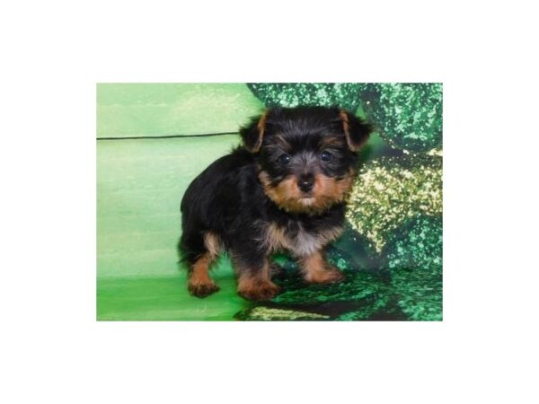 Yorkshire Terrier DOG Female Black / Tan 11729 Petland Batavia, Illinois