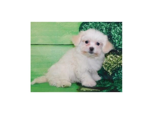 Lhasa Chon DOG Female White / Cream 19876 Petland Batavia, Illinois