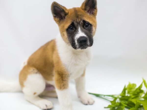 Akita DOG Male Red Pinto 19907 Petland Batavia, Illinois