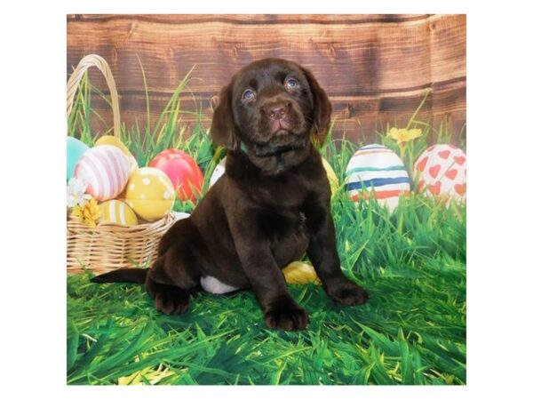 Labrador Retriever DOG Female Chocolate 19630 Petland Batavia, Illinois