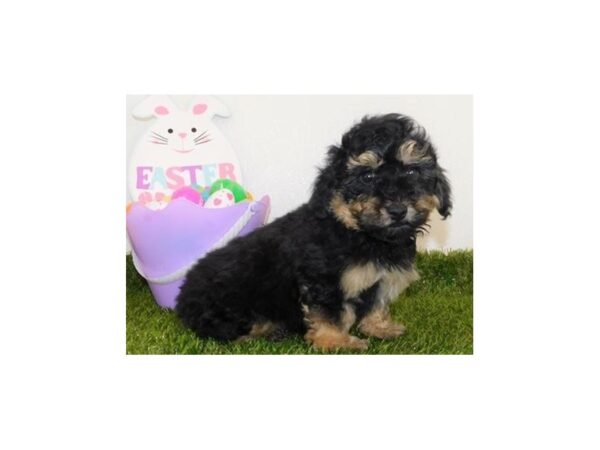 Poodle Mini-DOG-Male-Black / Tan-19631-Petland Batavia, Illinois