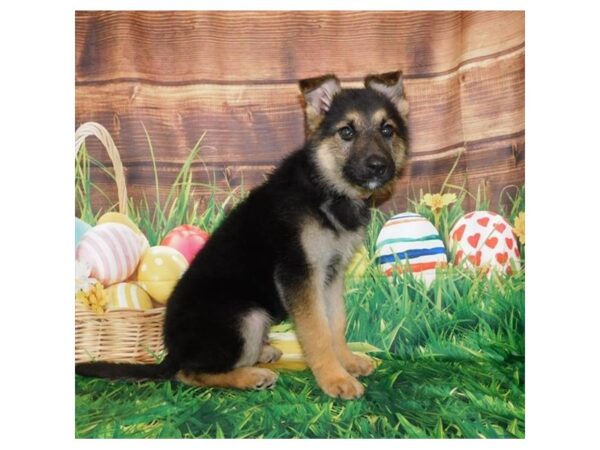 German Shepherd Dog DOG Male Black / Tan 11744 Petland Batavia, Illinois