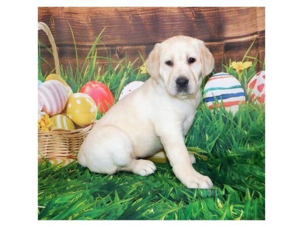 Labrador Retriever DOG Female Yellow 11739 Petland Batavia, Illinois