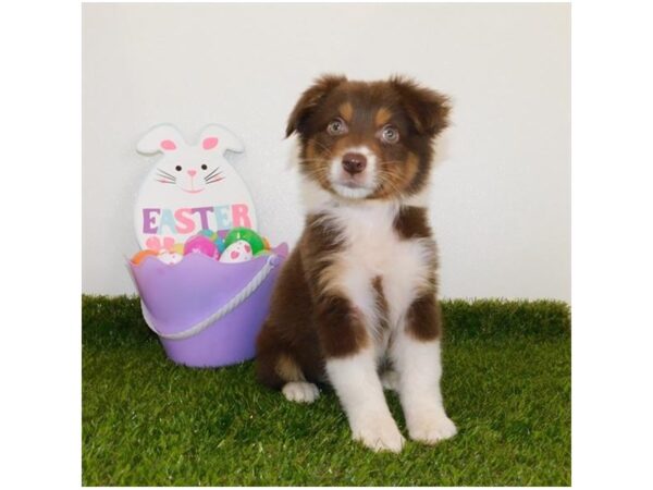 Australian Shepherd DOG Female Red 11733 Petland Batavia, Illinois