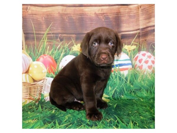 Labrador Retriever DOG Male Chocolate 19885 Petland Batavia, Illinois