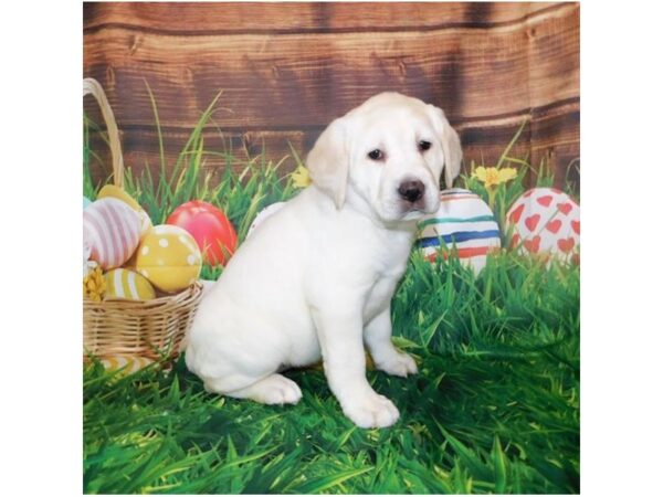 Labrador Retriever DOG Female Yellow 19886 Petland Batavia, Illinois