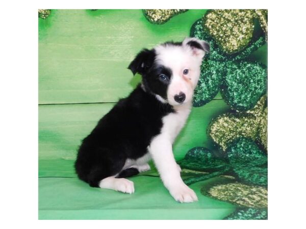 Border Collie DOG Female Black / White 19879 Petland Batavia, Illinois