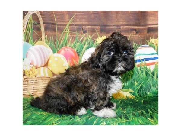 Shih Tzu DOG Male Brindle 19634 Petland Batavia, Illinois