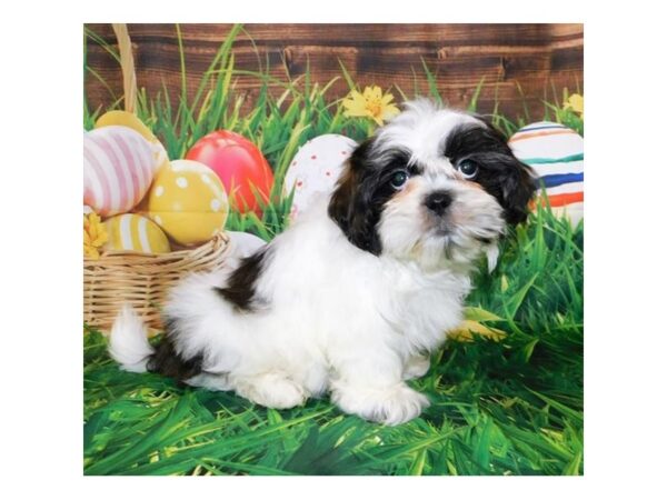 Shih Tzu DOG Male Brindle / White 19635 Petland Batavia, Illinois