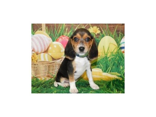 Beagle-DOG-Female-Black White / Tan-19633-Petland Batavia, Illinois