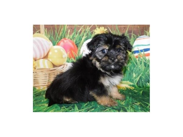 Yorkinese DOG Male Black / Tan 19636 Petland Batavia, Illinois