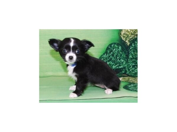 Chihuahua-DOG-Female-Black-11736-Petland Batavia, Illinois