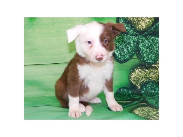 Border Collie DOG Male Red / White 11735 Petland Batavia, Illinois